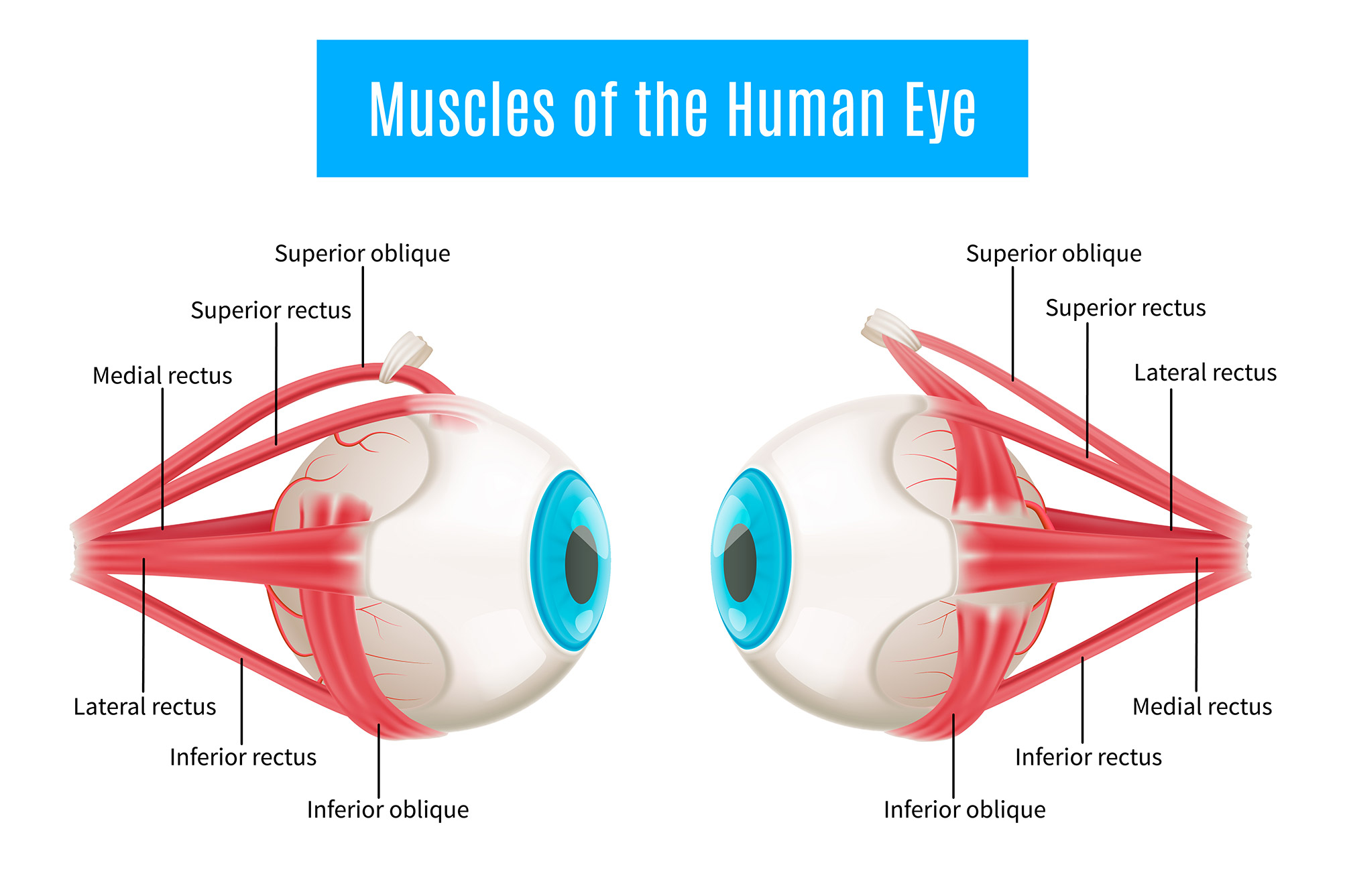 Diagram of human eye anatomy showing the extraocular muscles